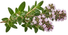 {{OFFER_NAME}} — екстракт от мащерка
